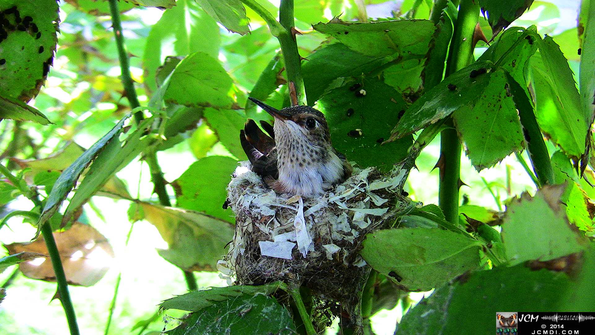 Allen's Hummingbird chick last day in the nest